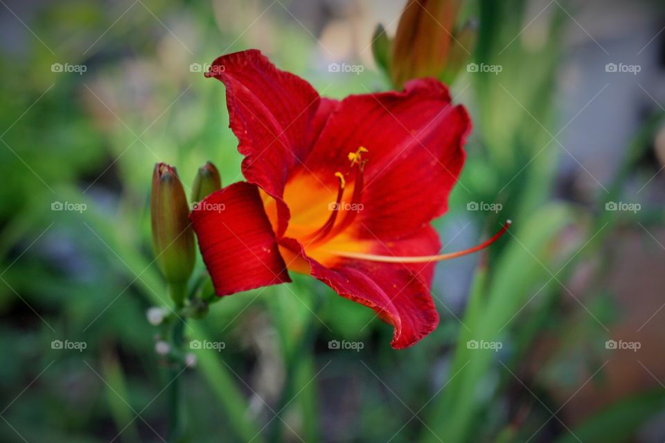 Red and orange flower in a garden 