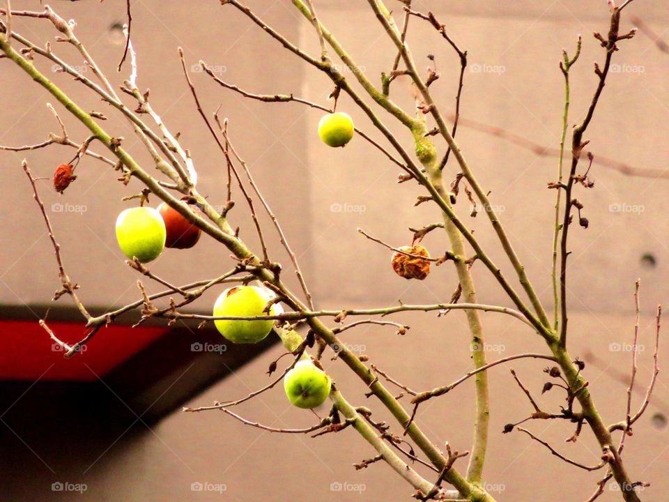 urban apple tree