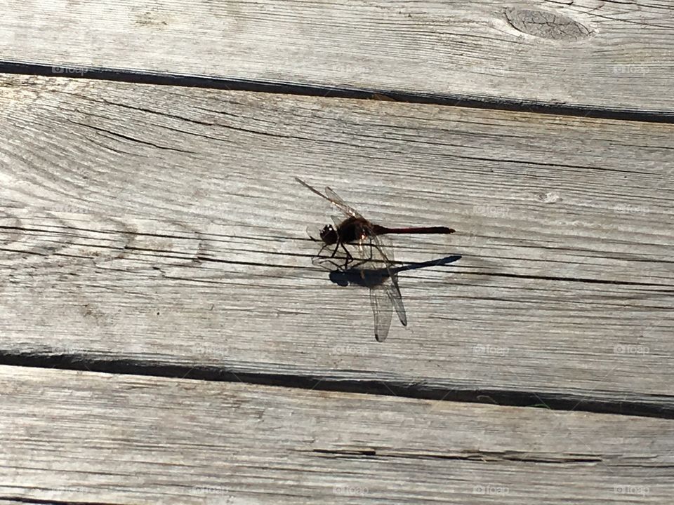 Dragonfly on the dock