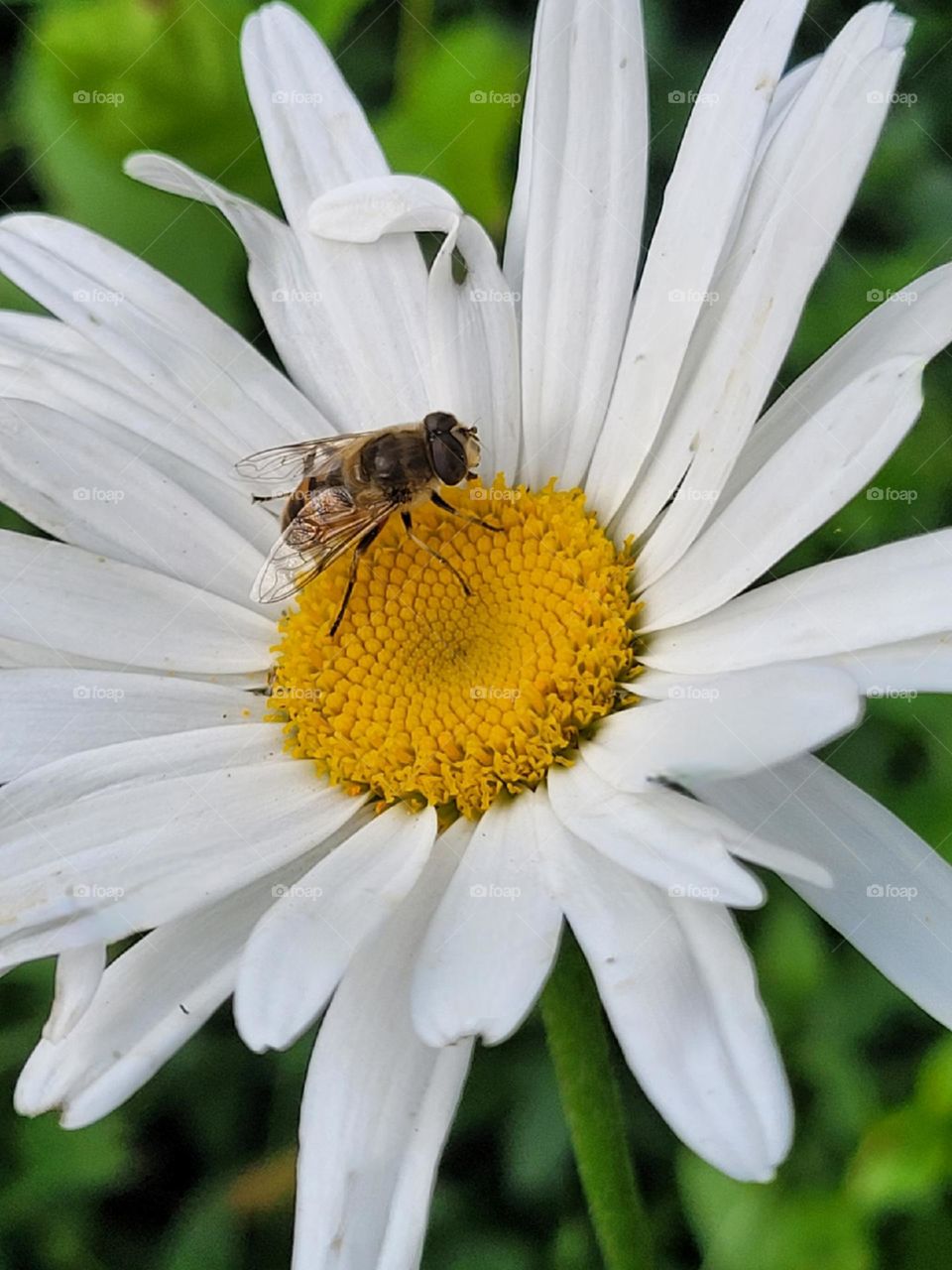 abeja y flor