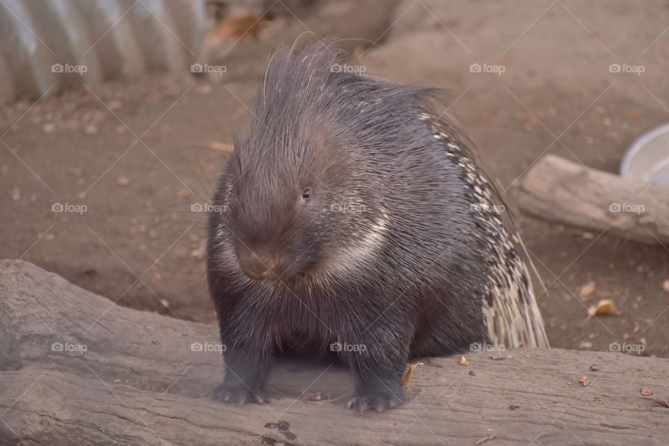 Porcupine at Safari West