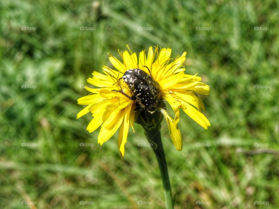 High angle view of insect pollinating on yellow flower