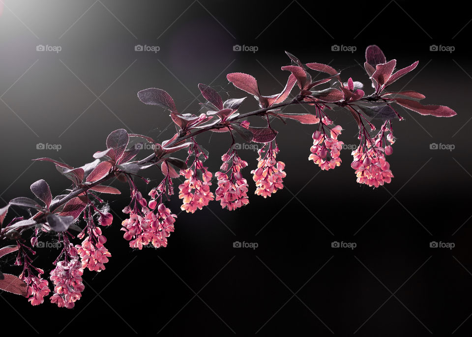 Horizontal outdoor photo with a branch of wild shrub with numerous of blooming red flowers among dark green foliage on the black background