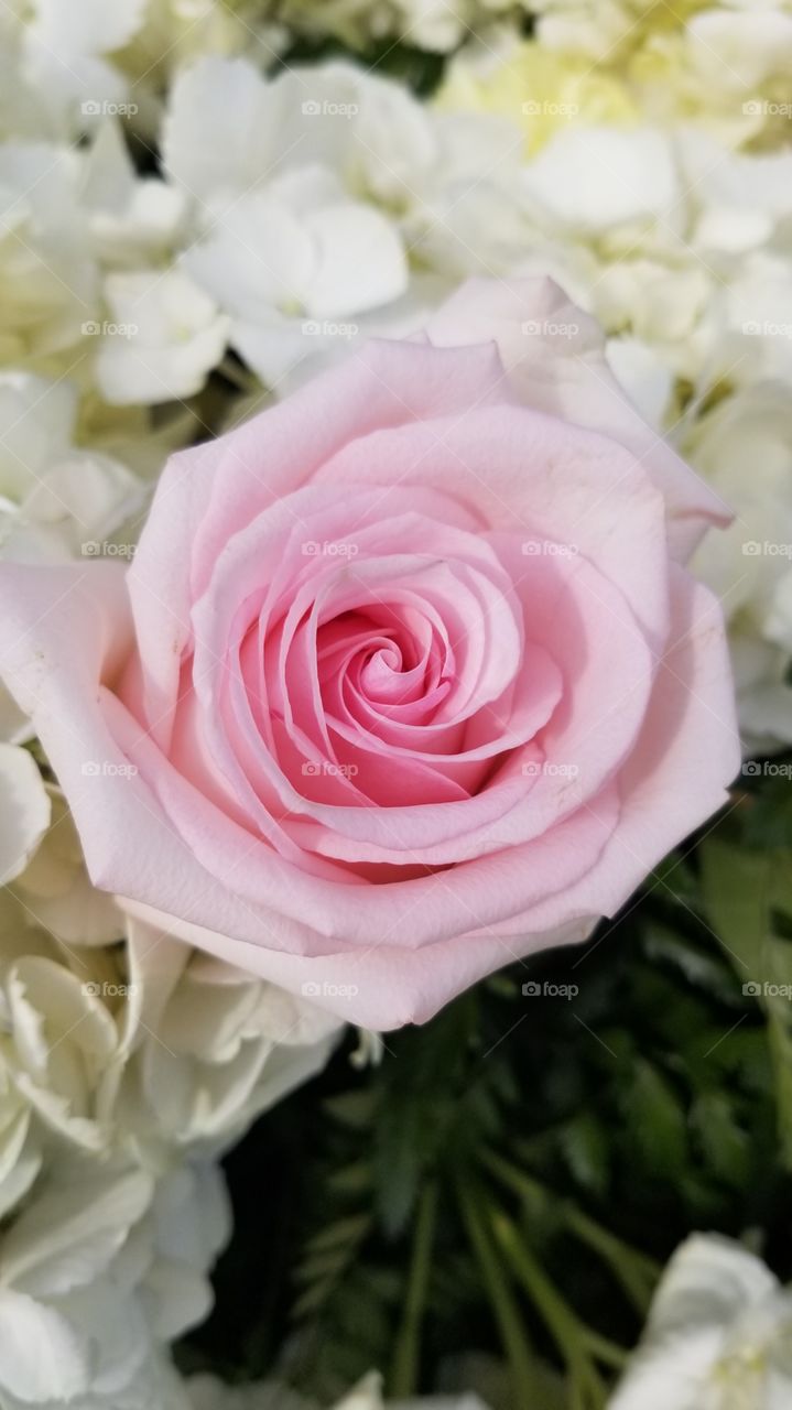 rose