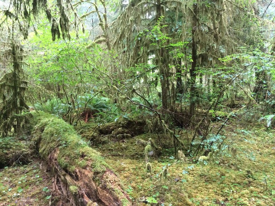 Hoh rainforest