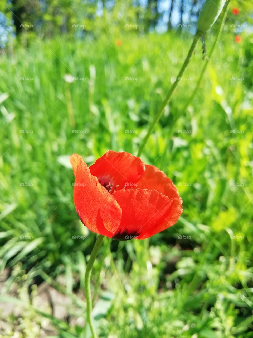 Wildflowers