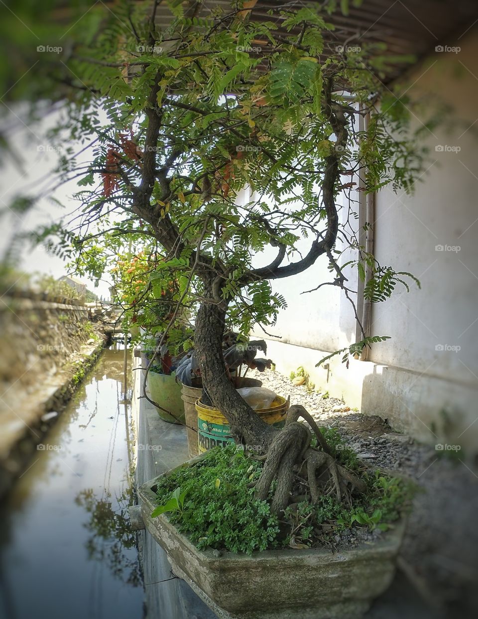 bonsai tamarind tree