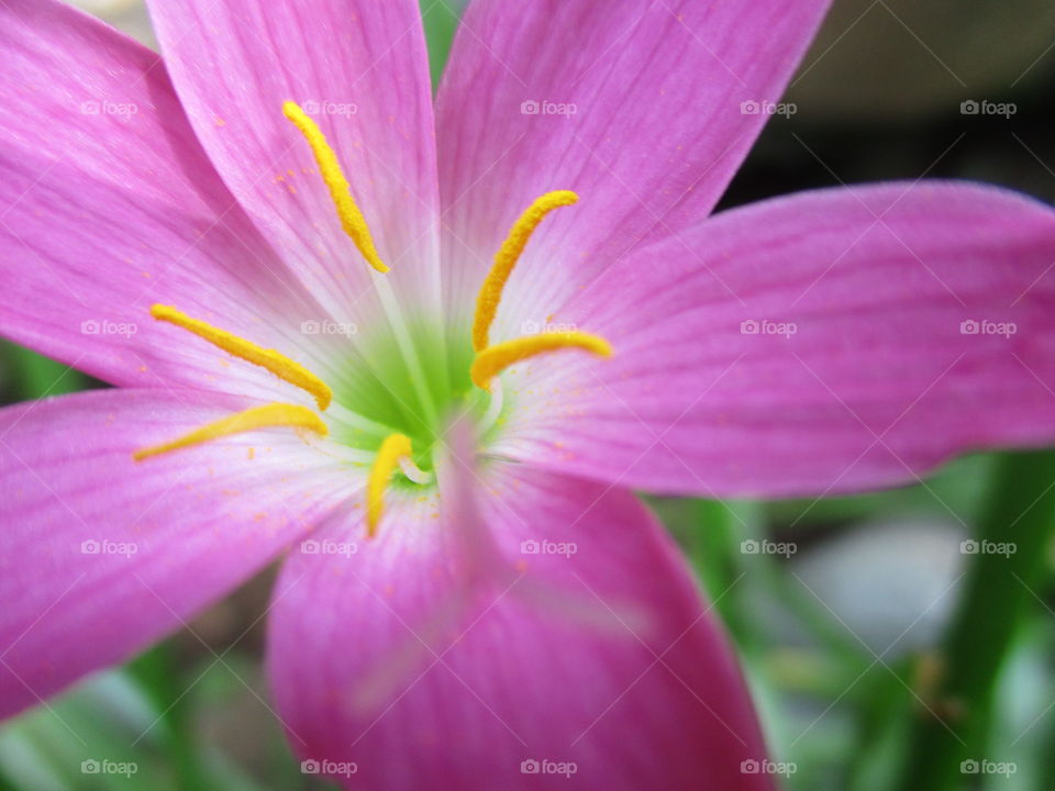 pink flower