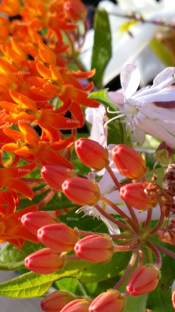 Butterfly weed