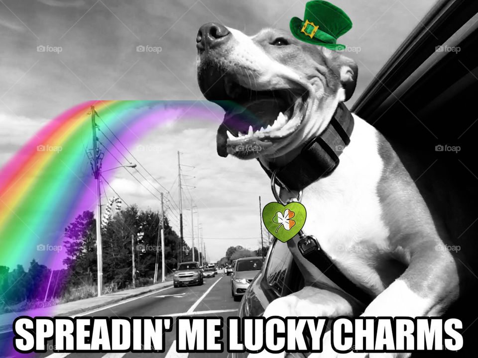 Rescue pitbull spreading Lucky Charms ☘️