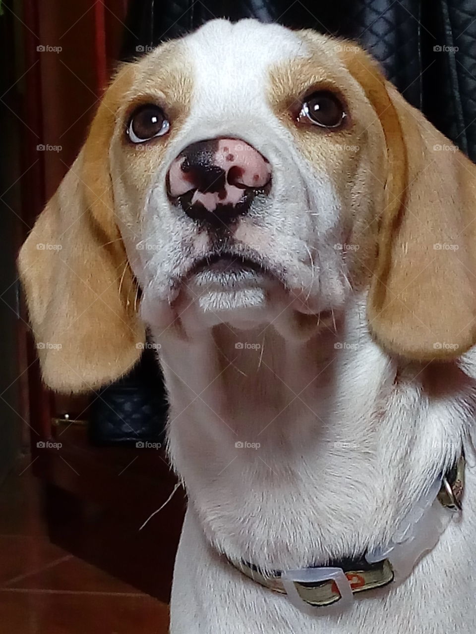 beagle bicolor