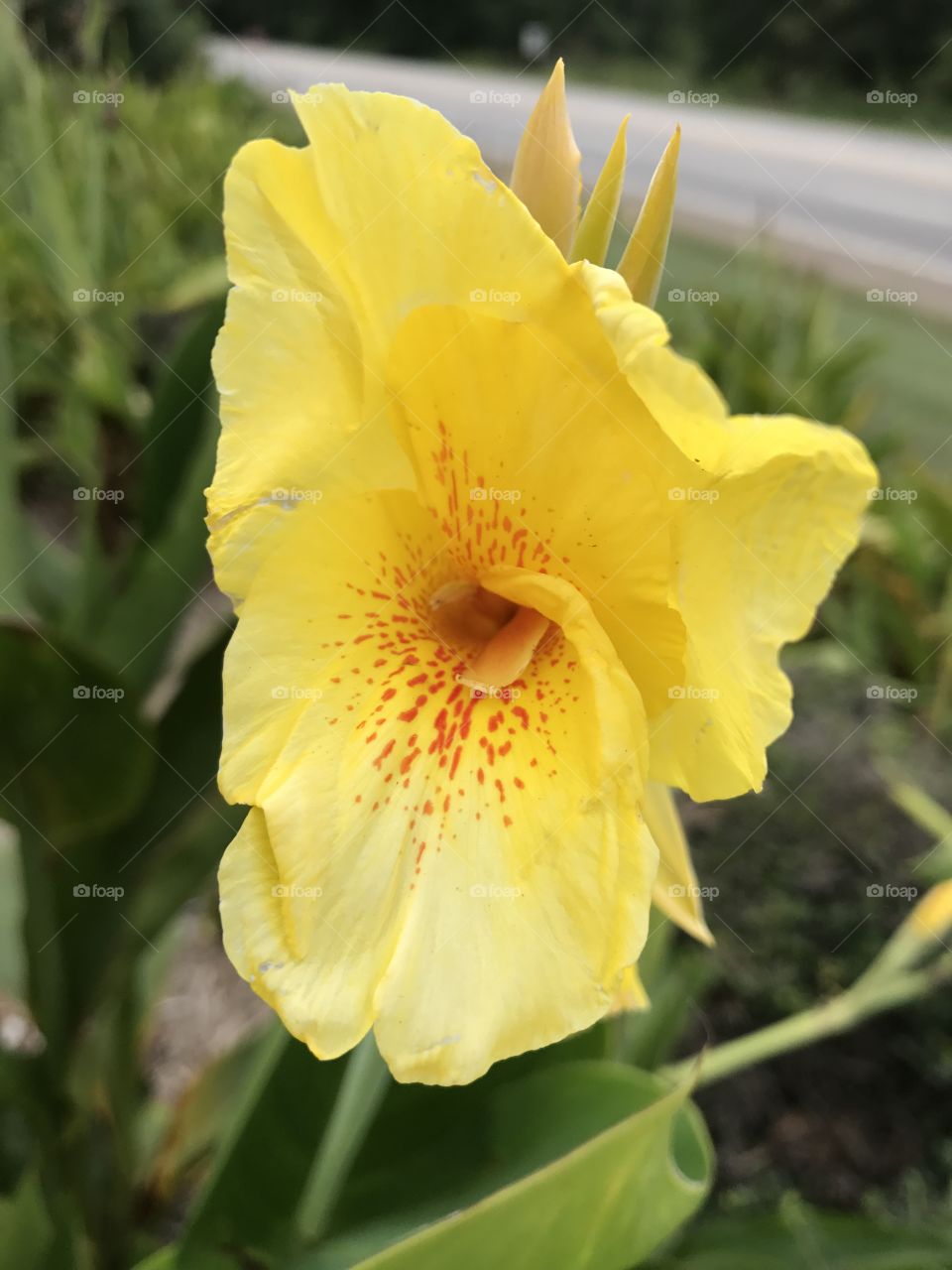 Bright Yellow Flower 