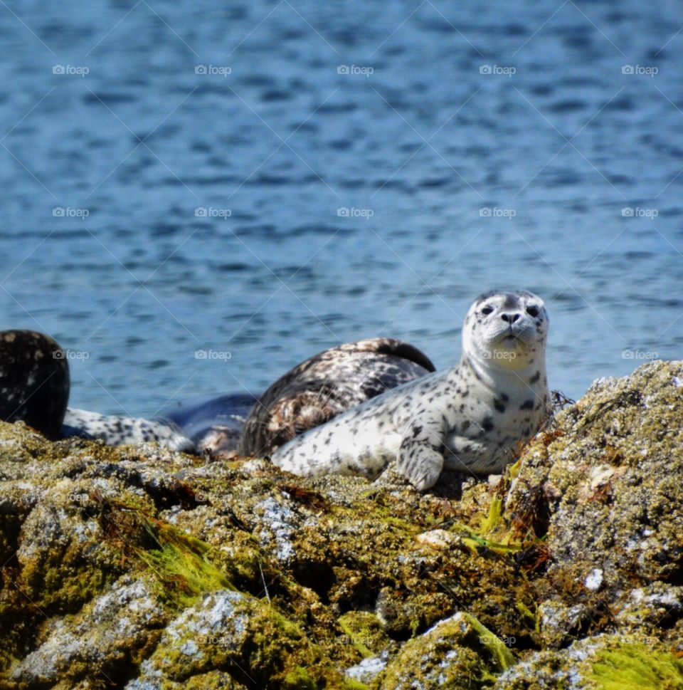 Harbor seal pup