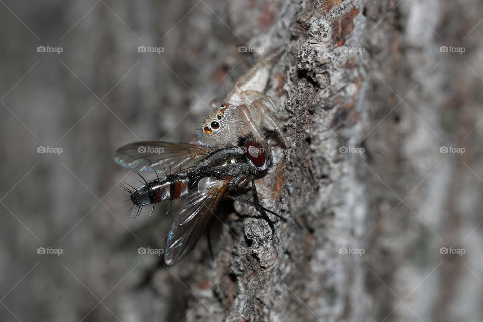 Jumping spider with a fly for a kill