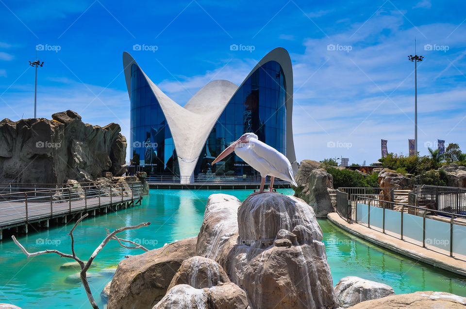 Pelican and  main building of oceanographic museum in Valencia 