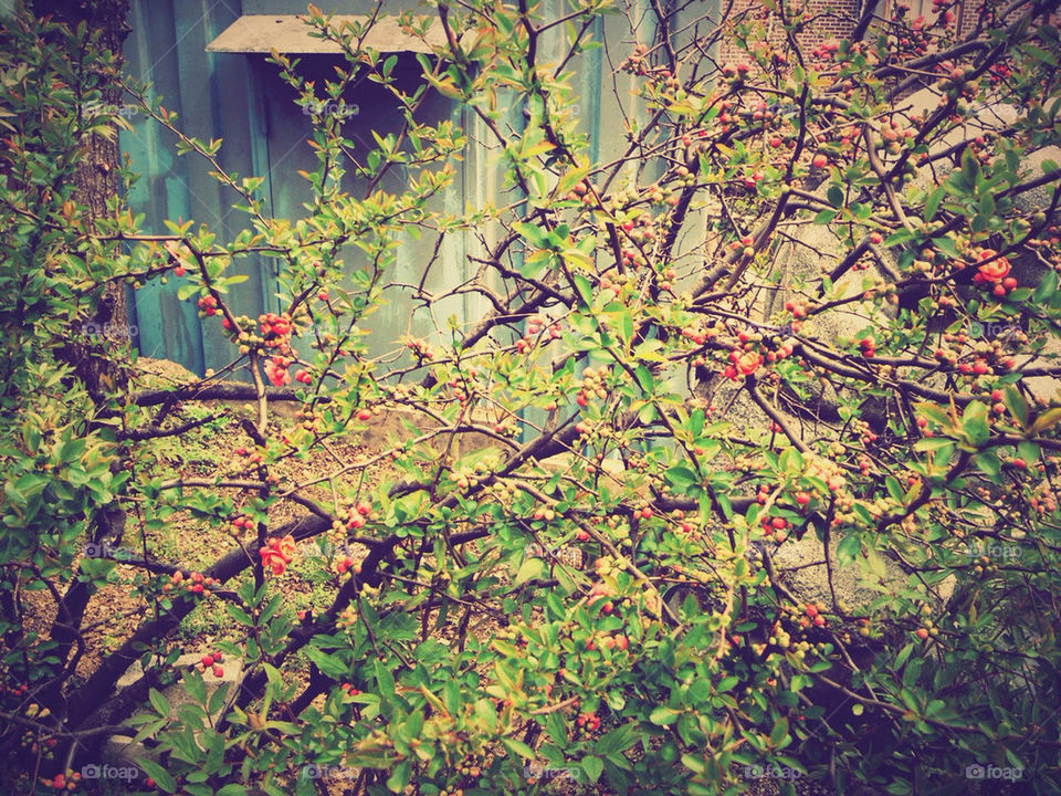 green red tree leaf by mizi