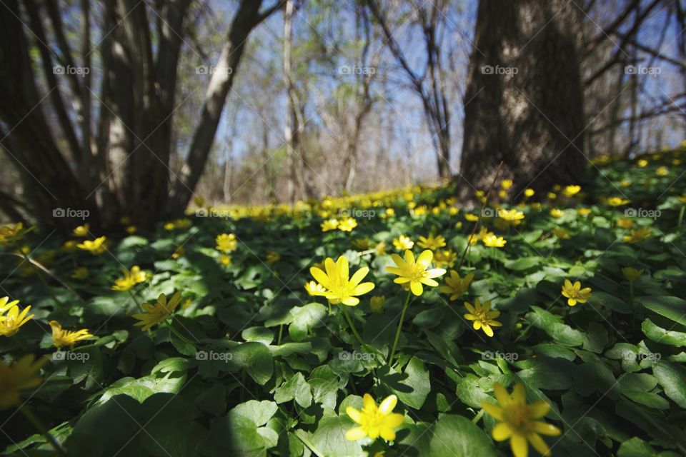 spring bloom