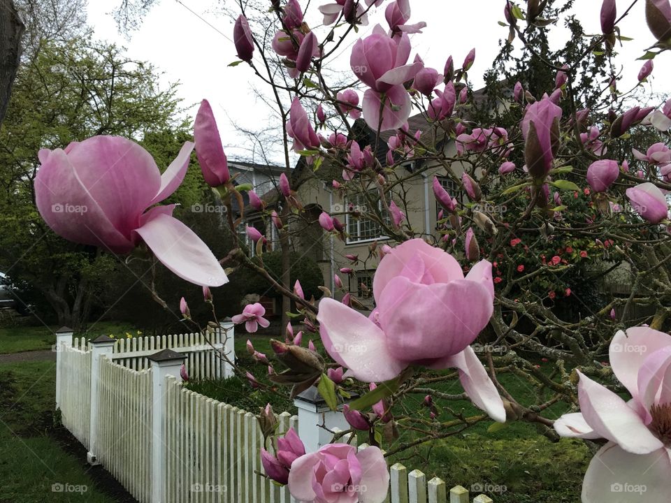 Magnolia blooming  
