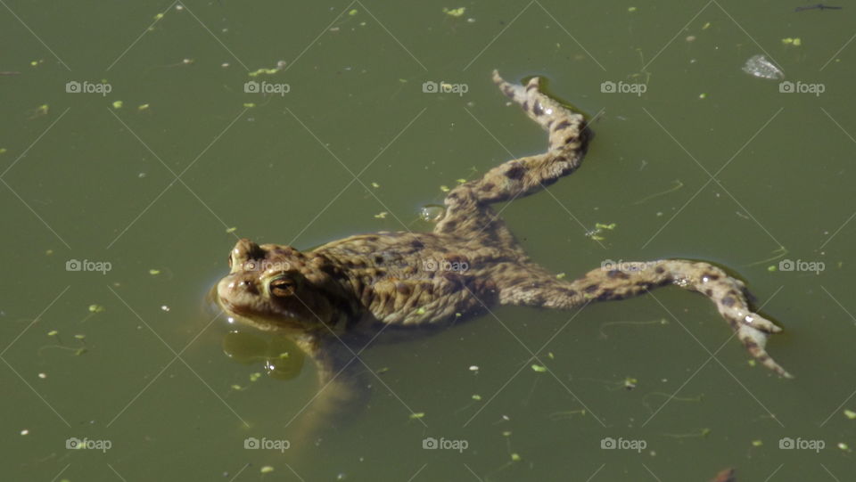 Toad In Pond. A toad in a neighbours pond. 