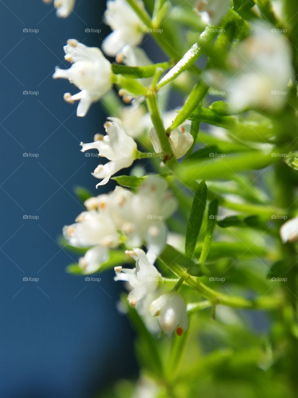 white flowers on Foxtail fern. white flowers on fox tail ferns