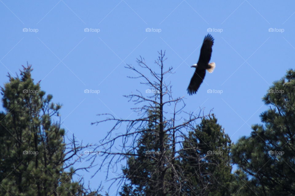 bald eagle floght spar sky blue usa Arizona mountain wild life