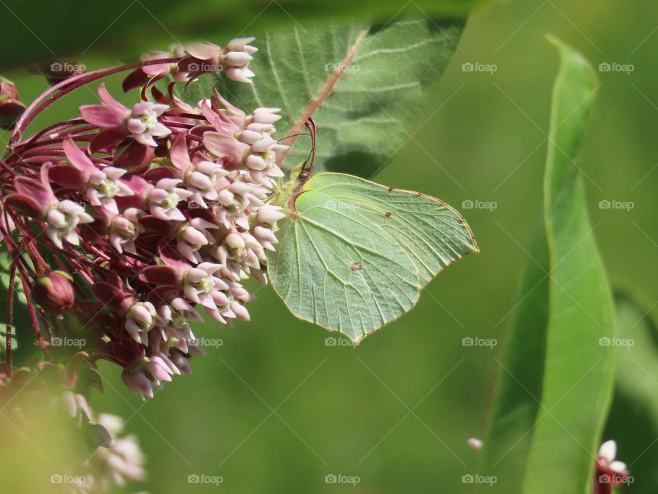Butterfly on a flower