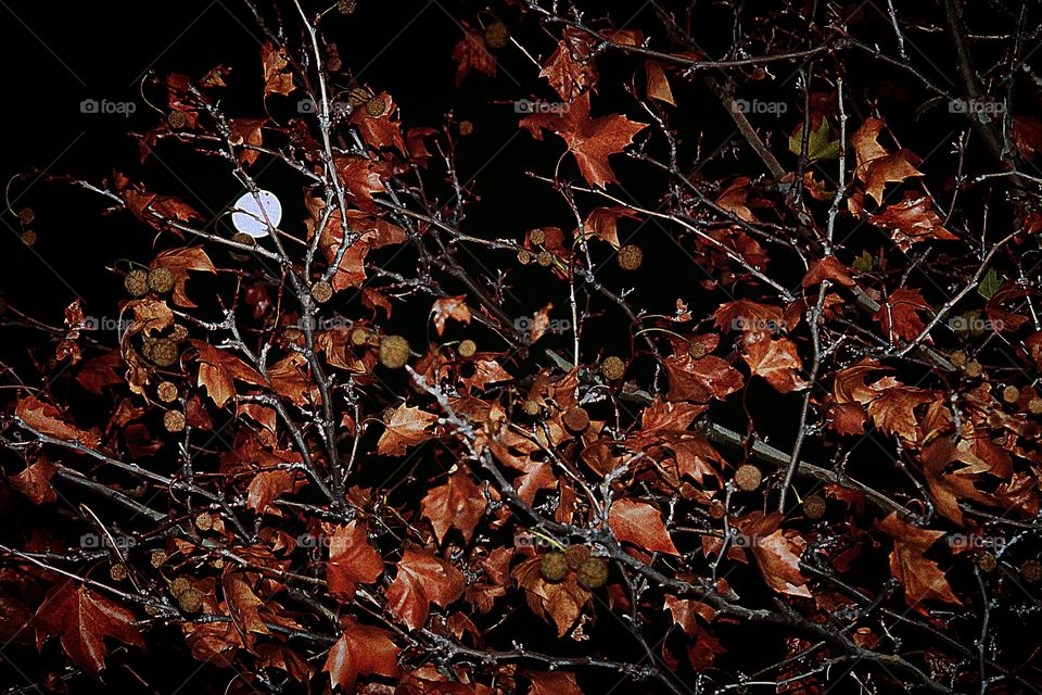 Beautiful view at night of the moon