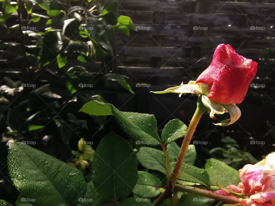 Autumn rose after the rain
