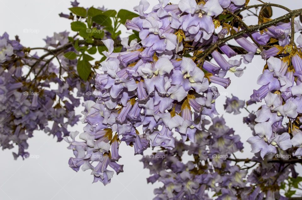 Paulownia or Adam's tree.