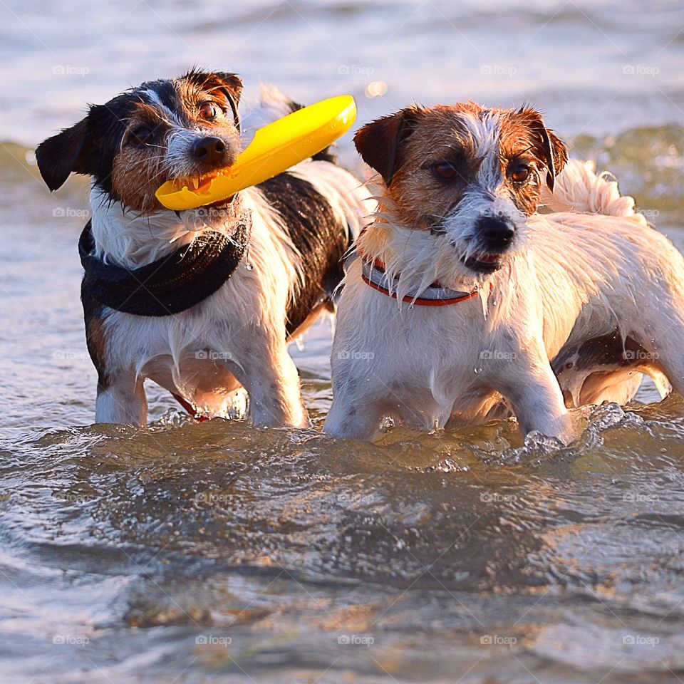 Two happy dogs