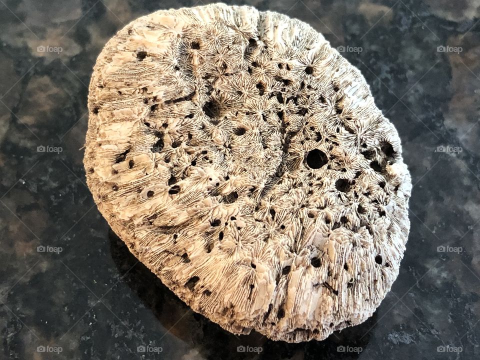 Fossilized coral, bottom 