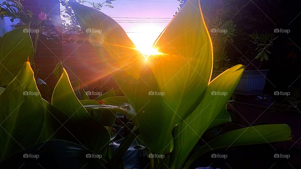 calla lilly kaleidoscope. sun sets upon calla lillies in my garden