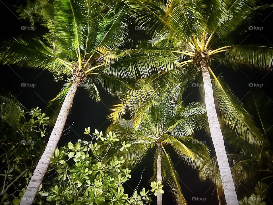 Looking up at palms AMR Wozko