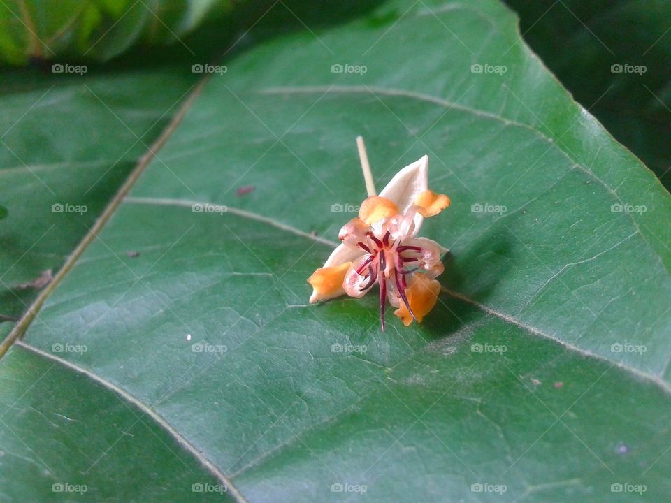 Cocoa flower