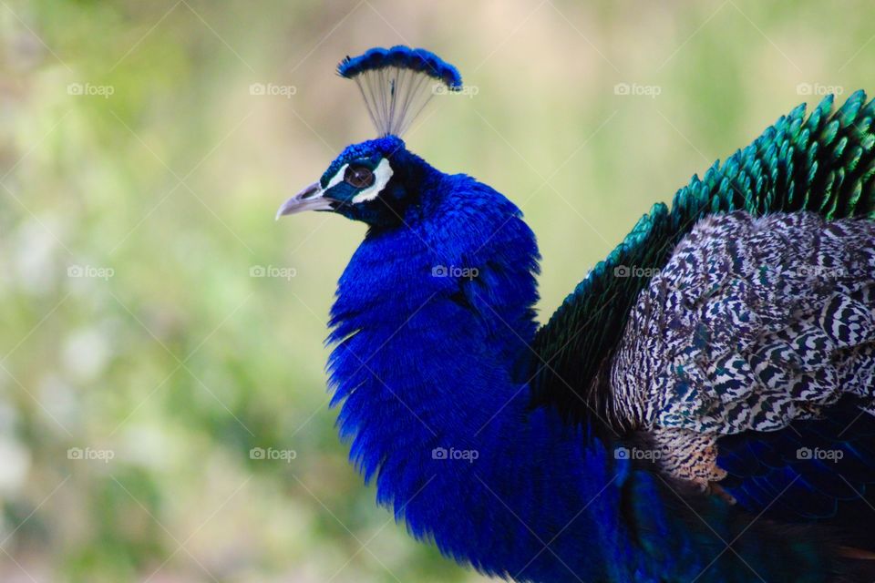 The Peacock