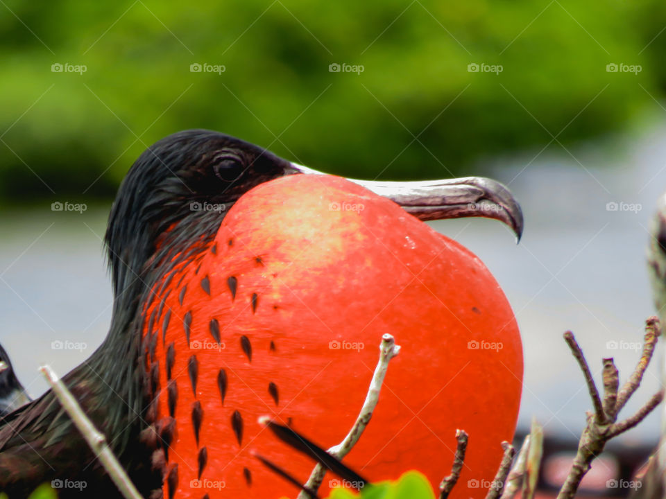 Fregata magnificens during love season (spring).
Antigua, Caribbean.