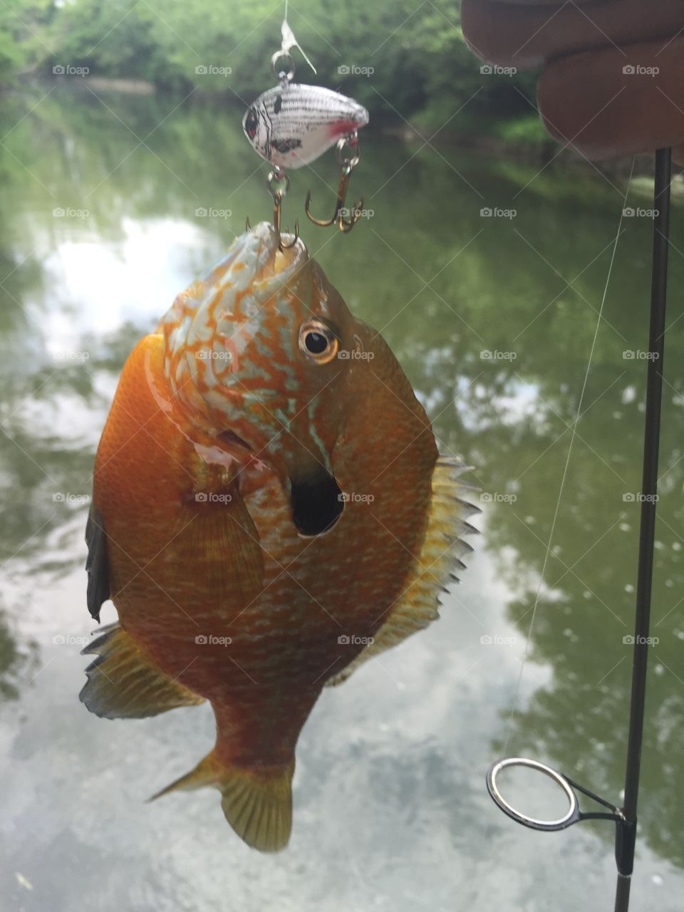 Orange sunfish 