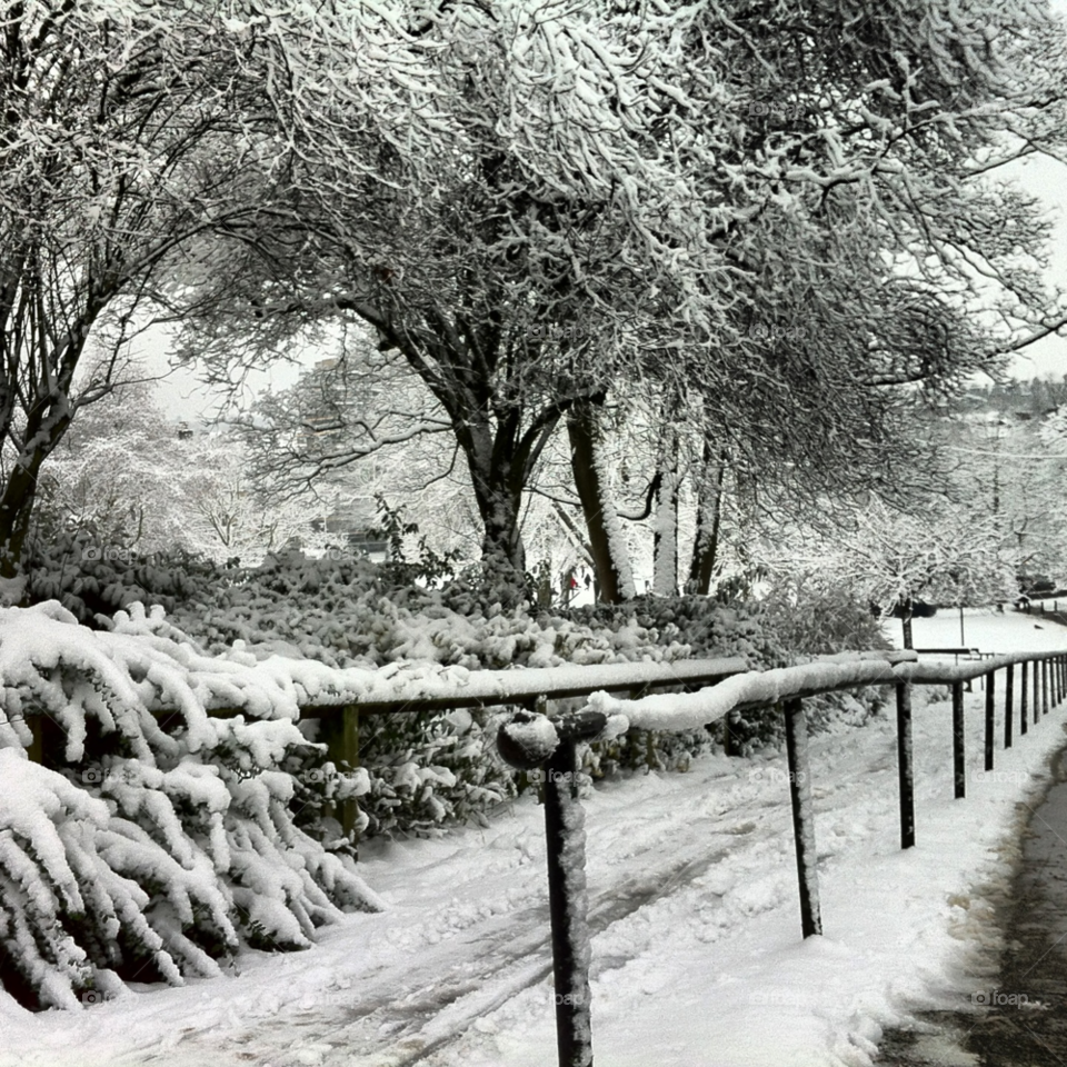snow tree path by kayeg82
