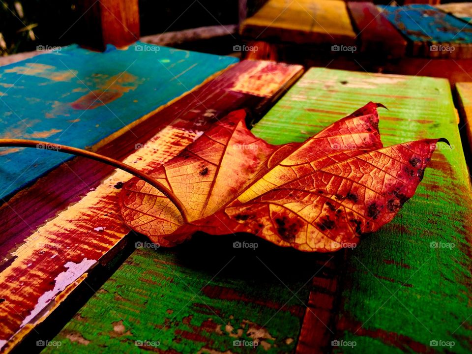 Leaf on colorful chair