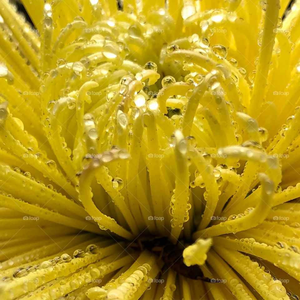 Chrysanthemums water droplets 