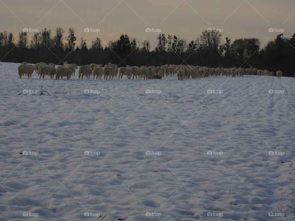 Winter, Snow, Cold, Landscape, No Person