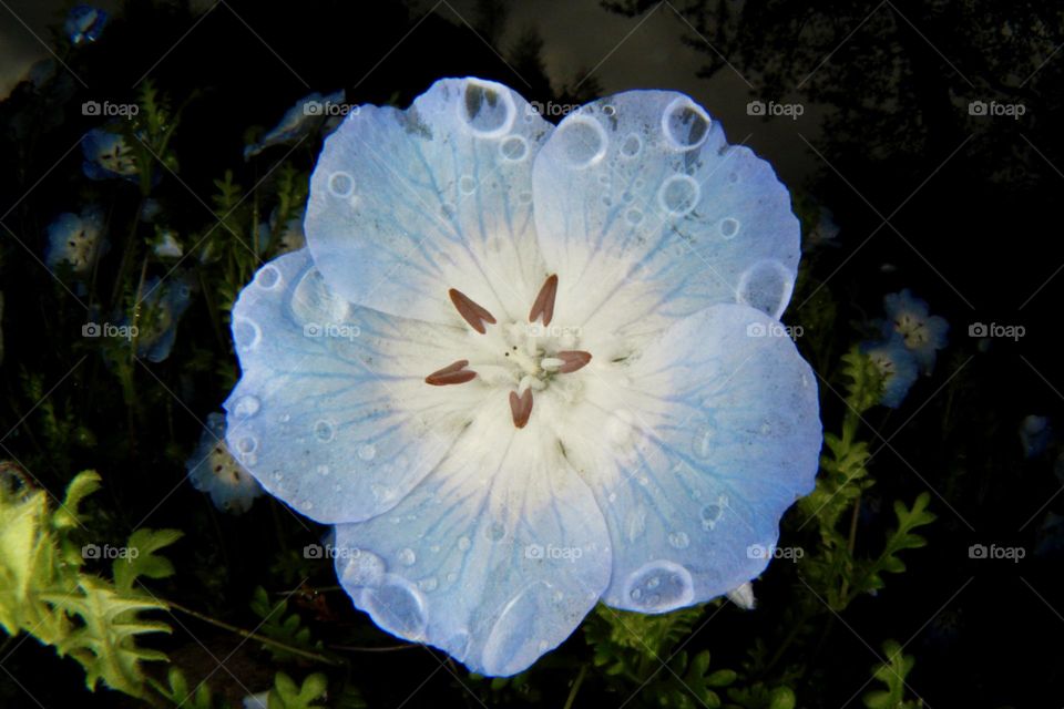 Nemophila