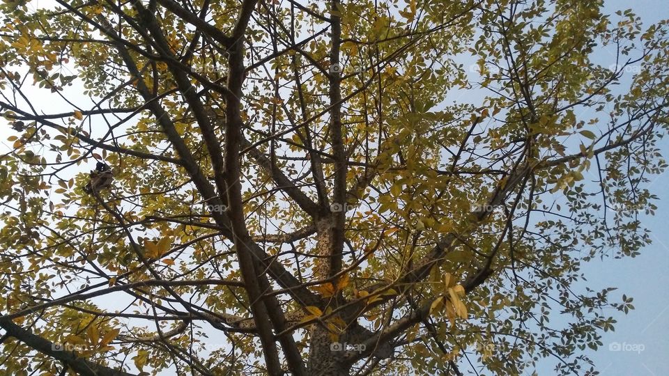 A beautiful scene of trees in the evening time on the jungle.