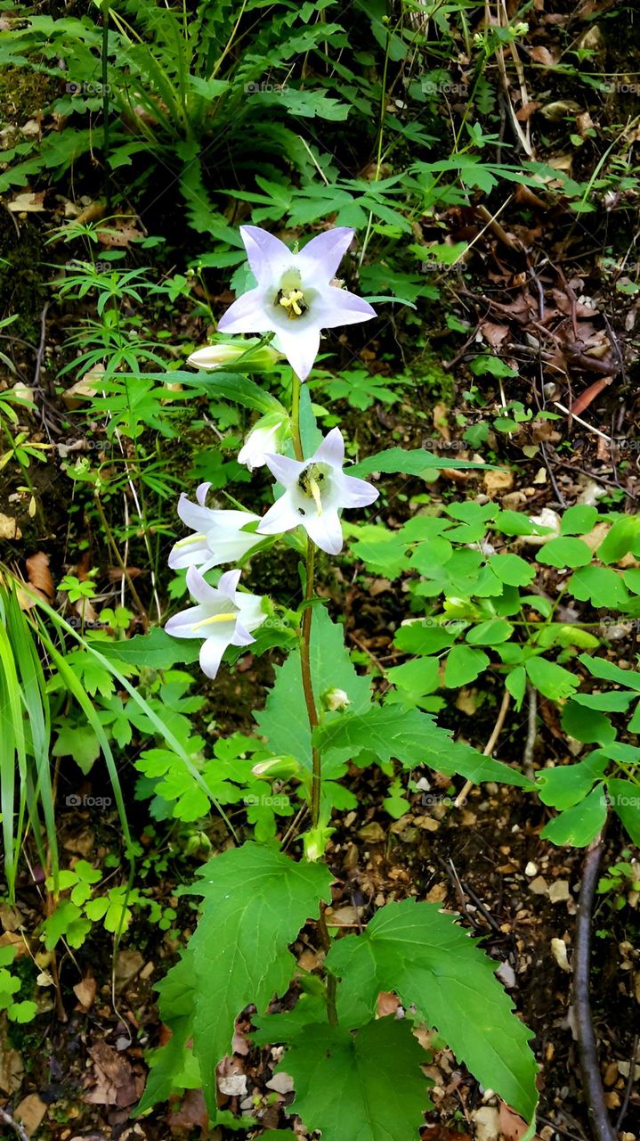 beautiful forest flower