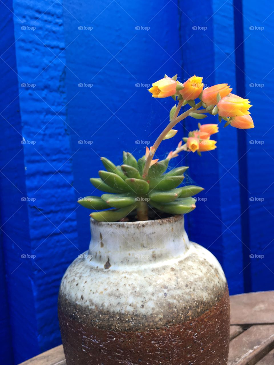    Succulent in ceramic 