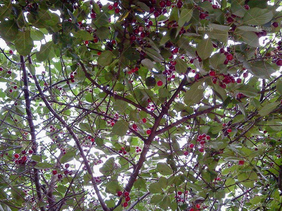 Tree, Branch, Nature, Leaf, No Person