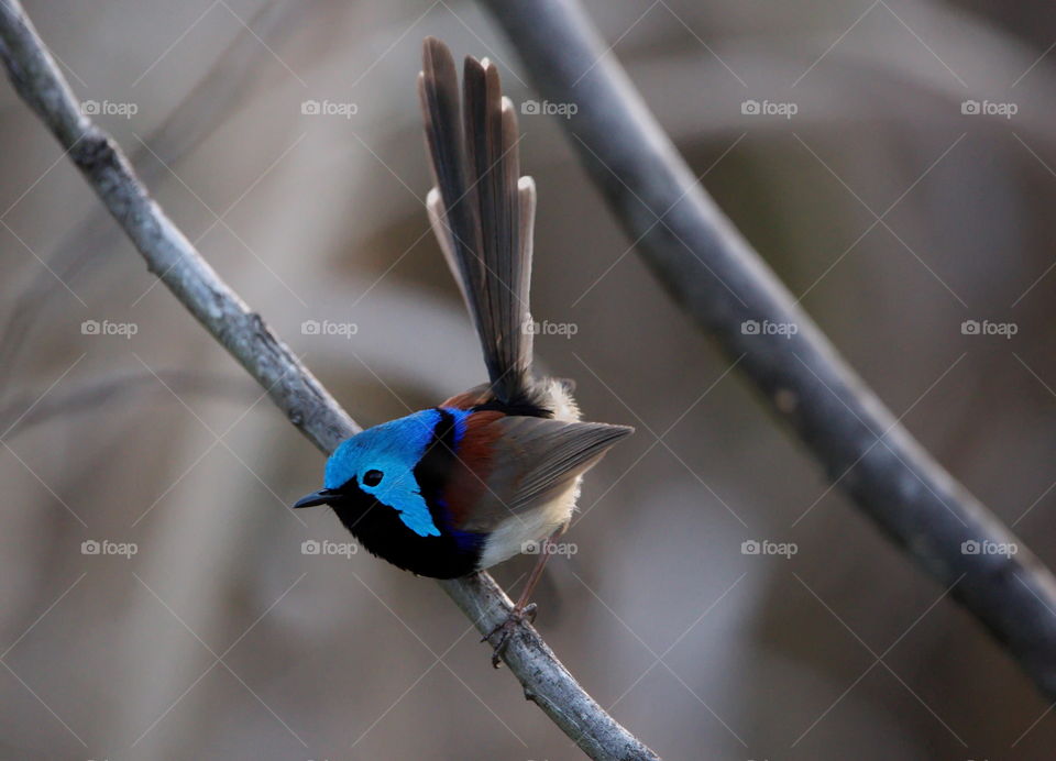 Male Variegated Fairy-wren 