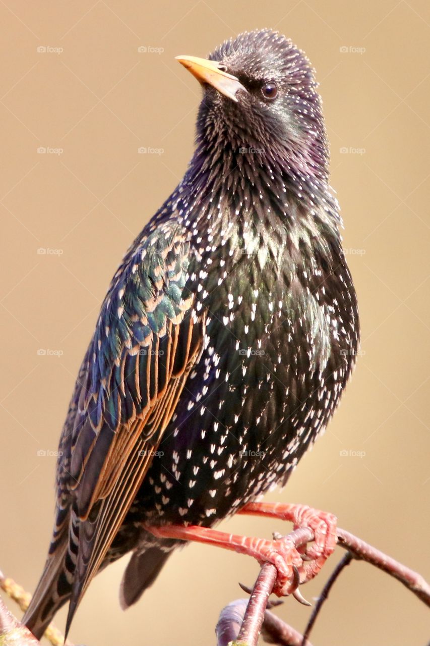 Starling