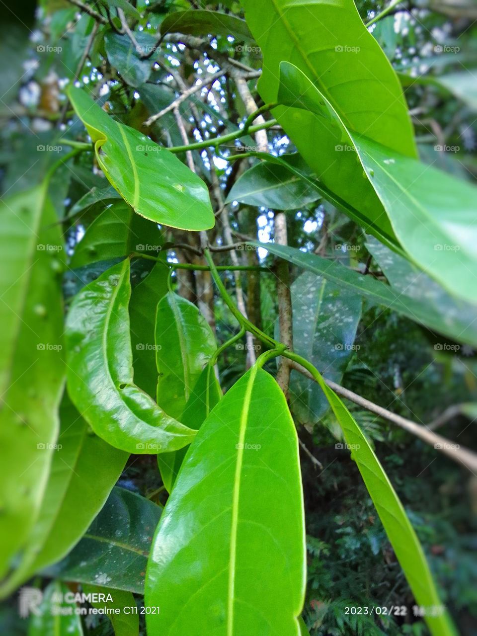 Marking nut tree🍃