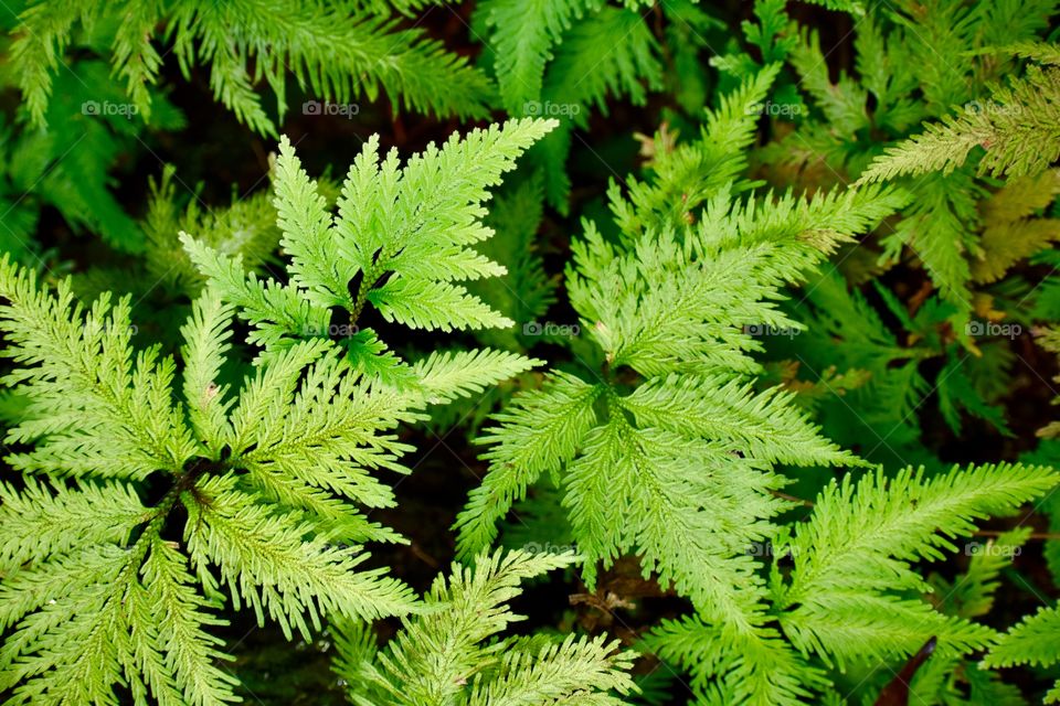 Beautiful lacy bright green ferns